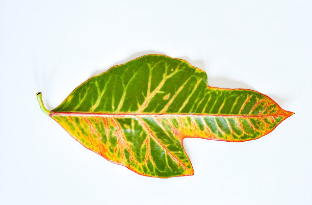 codiaeum