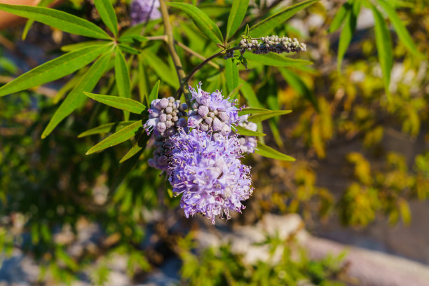 雄鹿鲜花