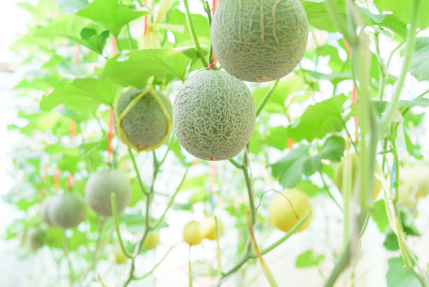 cantaloupe