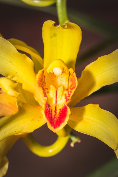 cymbidium