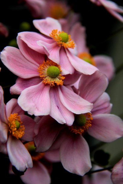 粉色背景植物花朵