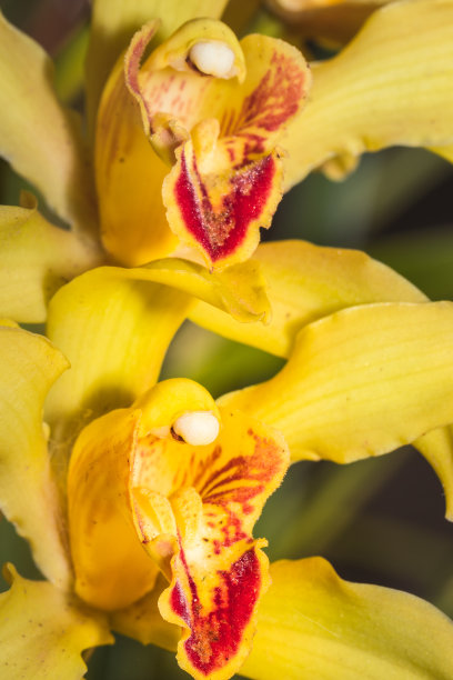 cymbidium