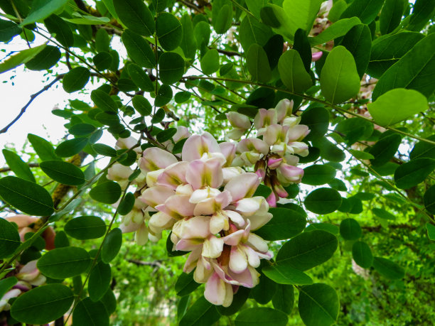 槐花特写