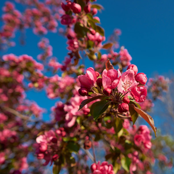 春天开花的树