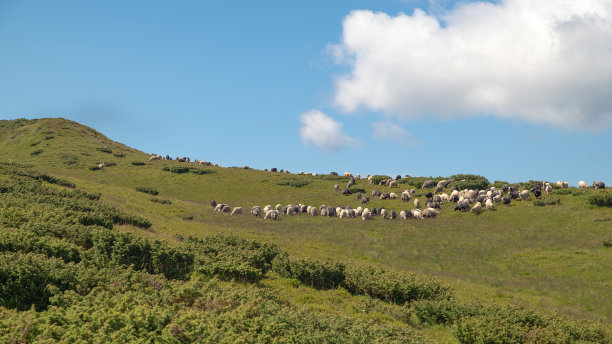 山坡上的牛羊