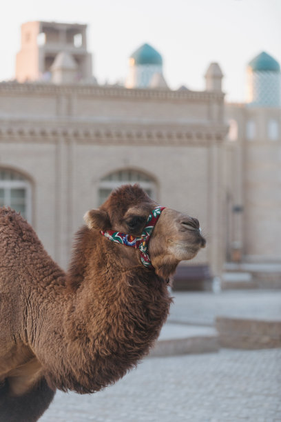 旅游目的地,羊毛地毯,单峰骆驼