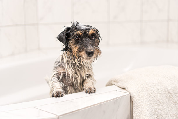 宠物狗洗澡
