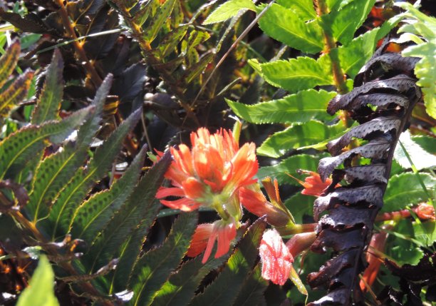 hawkweed