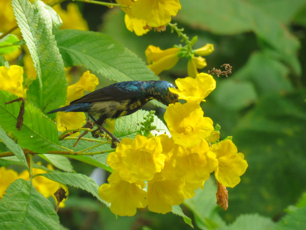 春天 花开 百花齐放 公