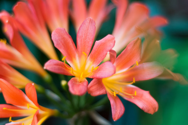 花朵花瓣花蕊百合科