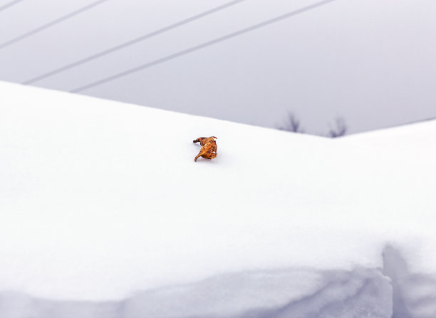 秋分霜降小雪冬大寒