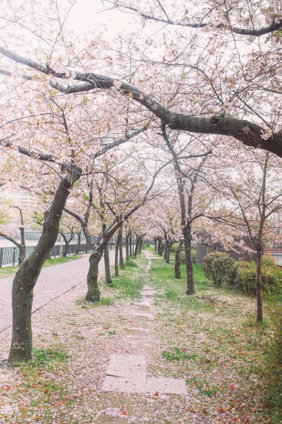 梅花隧道