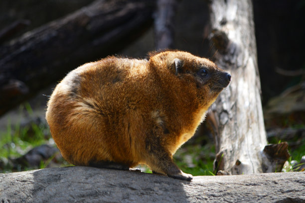 hyracoidea