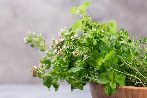 oregano
