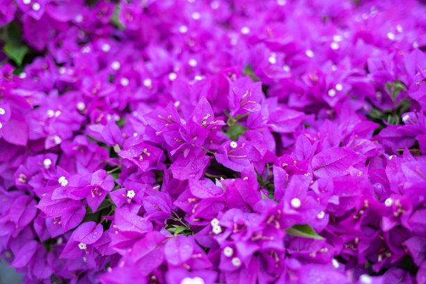 叶子花 光叶子花 苞花 花朵