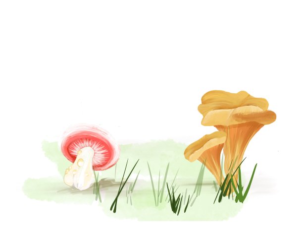 天然红菇