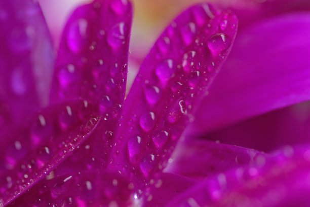 小紫红花