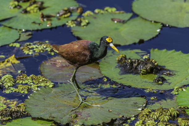 charadriiformes