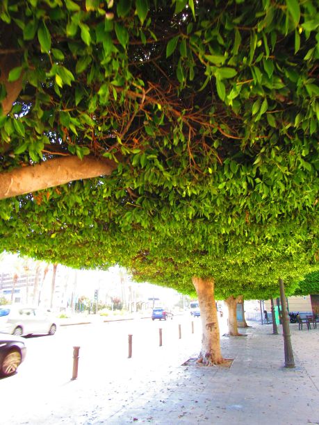 绿化行道树