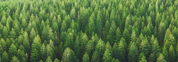 树林背景图片