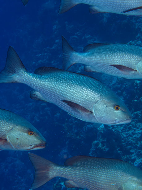 snapper