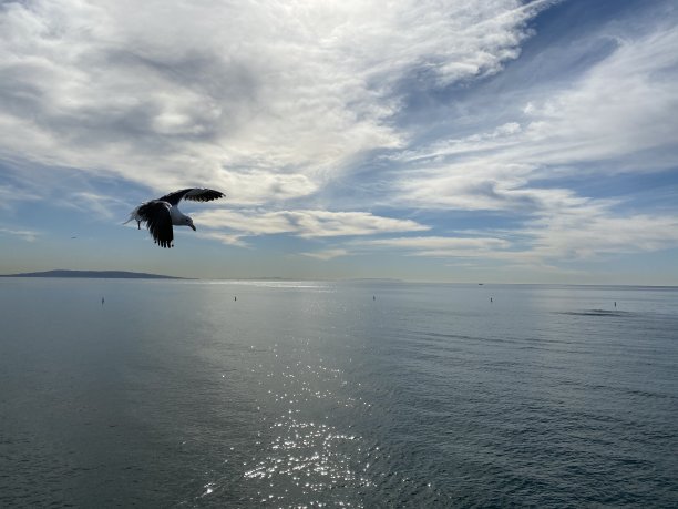 海滩上海鸥