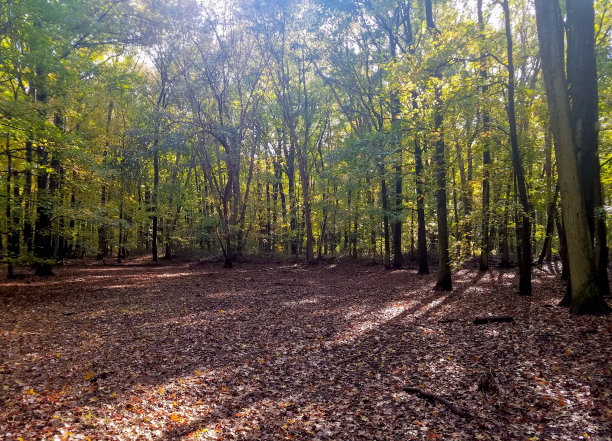 woods