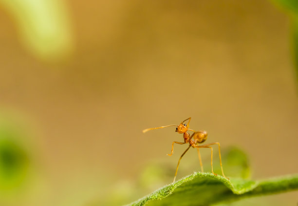 植物上的小蚂蚁