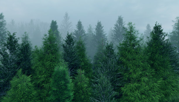 雾中的山林秋色