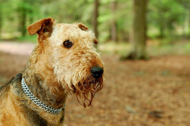 airedale