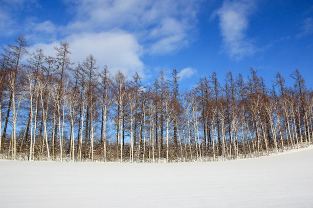 雪地雪景树木