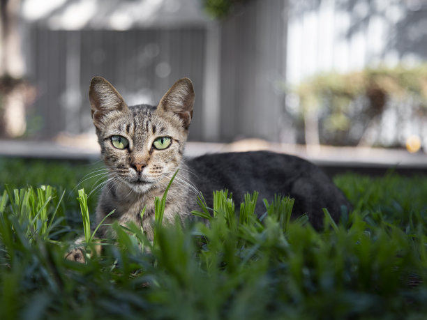 夏日小猫