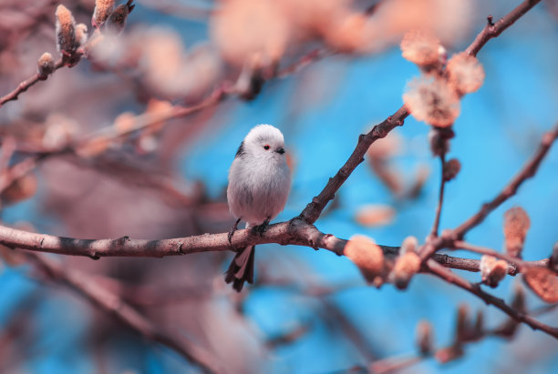 装饰花鸟