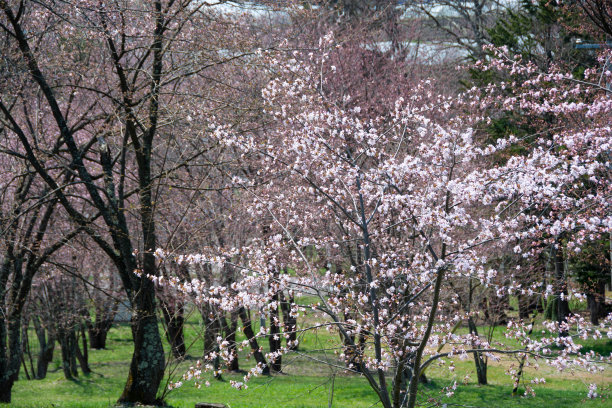 樱花树种植