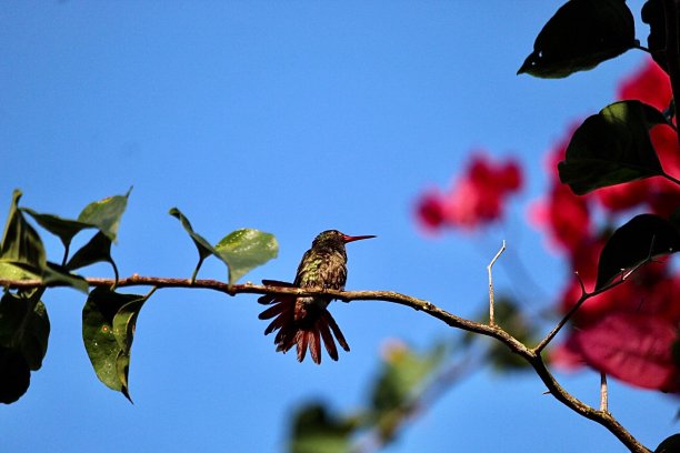 热带花 鸟