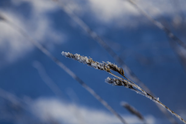 冬天结冰的小草