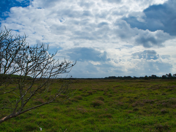 heath