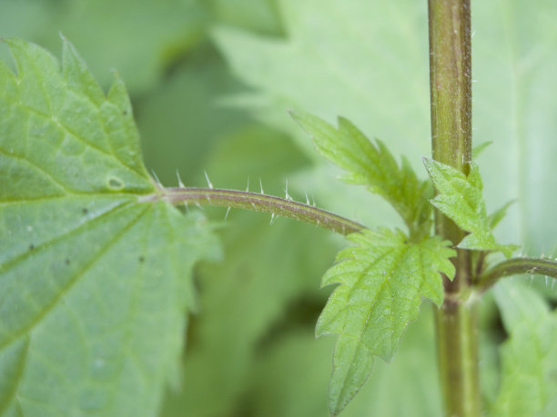 nettles