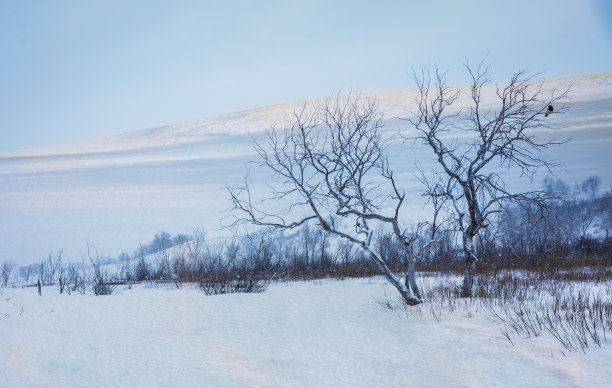 雪中草原牧场