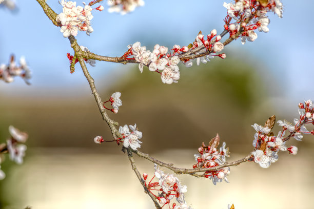 梅花特写