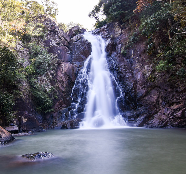 茂密树林美景