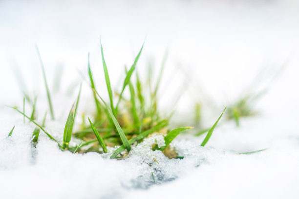 积雪覆盖草地