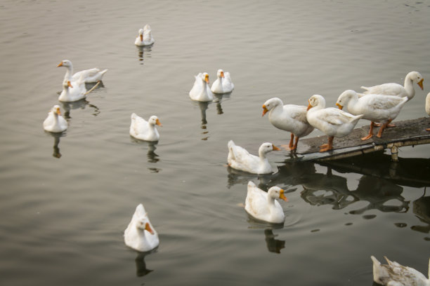 池塘一群鸭