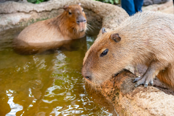capybara