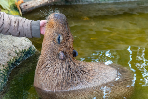 capybara