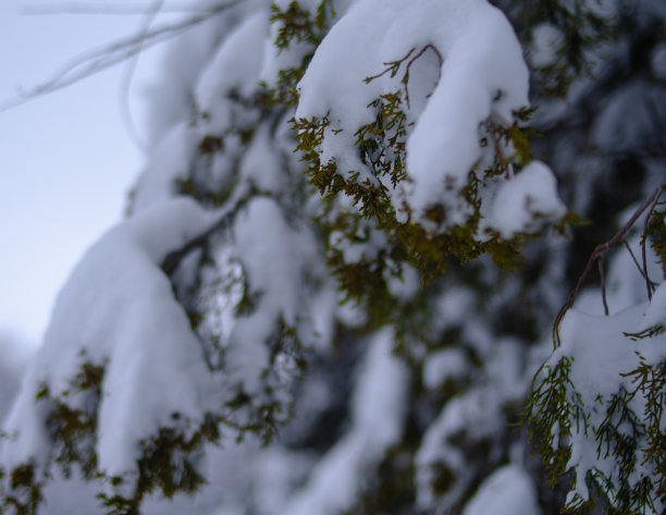 自然雪景寒冷冬天雪花特写