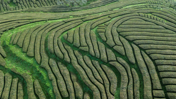 茶地谷地