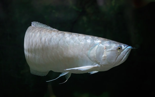 arowana