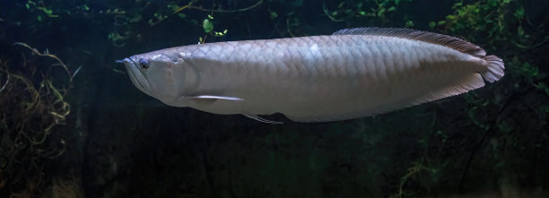 arowana
