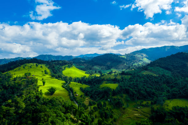 高山脉树林